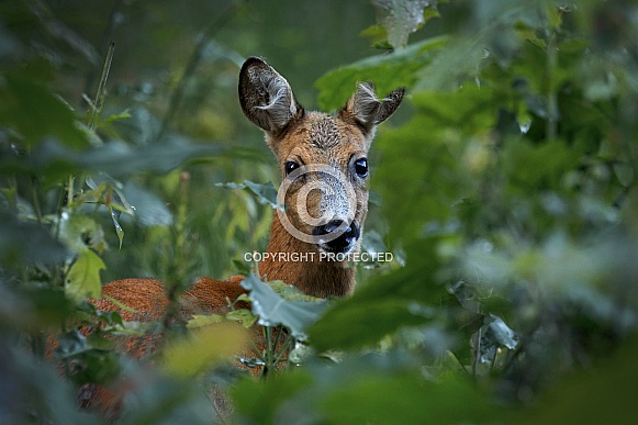 Roe Deer Roe Deer