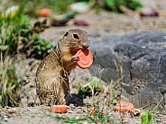 Ground Squirrel
