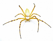 Wild banded garden orb weaving weaver spider - Argiope trifasciata - light color morph lacking black bands on abdomen. Yellow orange red coloring. Isolated on white background top front legs out view