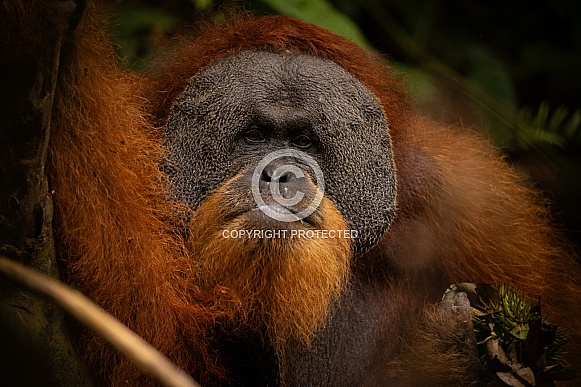 Sumatran orangutan in the jungle.