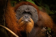 Sumatran orangutan in the jungle.