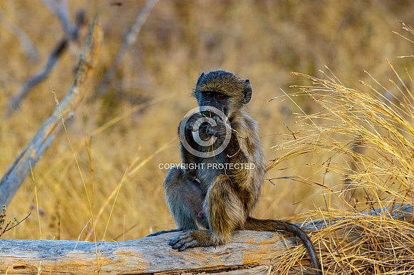 African Baboon