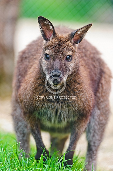 Kangaroo Kangaroo