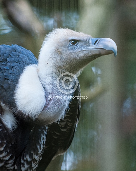 ruppells griffin vulture