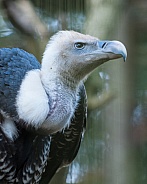 ruppells griffin vulture