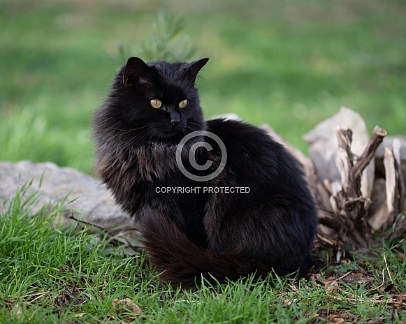 Longhaired Black Cat