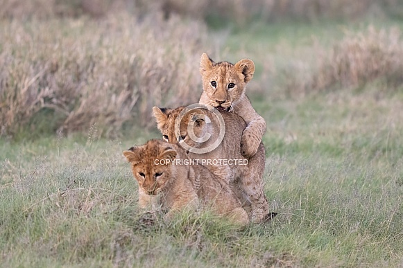 Lion cub siblings playing