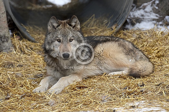 Grey Wolf