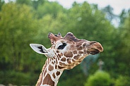 Nosey Giraffe