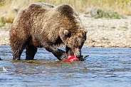 Grizzly Bear caught a fish