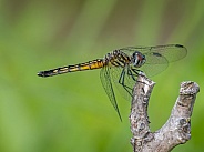 Blue Dasher