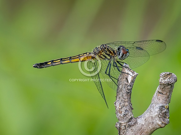 Blue Dasher