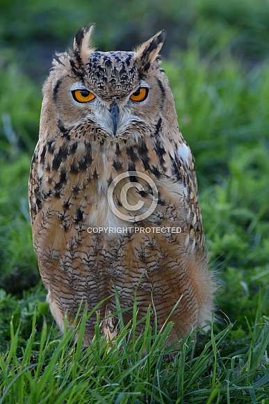 Eurasian Eagle Owl