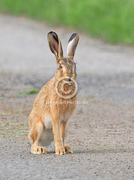 Brown Hare