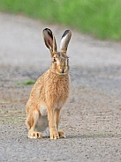 Brown Hare