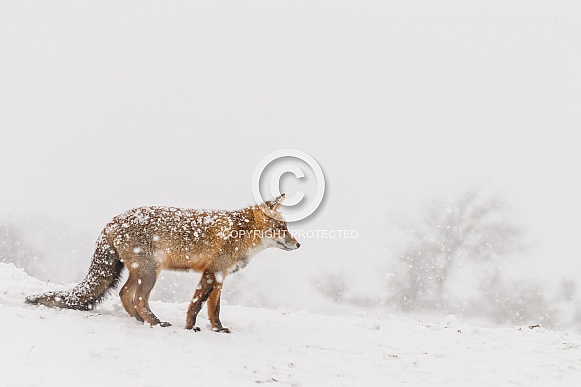 Red fox in wintertime Red fox in wintertime