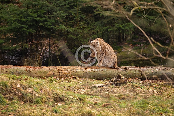Eurasian lynx in the nature habitat. Beautiful and charismatic animal. Wild Europe. European wildlife. Animals in european forests. Lynx lynx. Eurasian lynx in the nature habitat. Beautiful and charismatic animal. Wild Europe. European wildlife. Animals in european forests. Lynx lynx.
