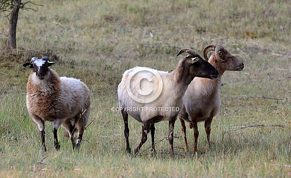 Sheep