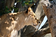 African Lion
