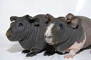 Guinea Pigs - 'Skinny Pigs' - 'Skinnies'