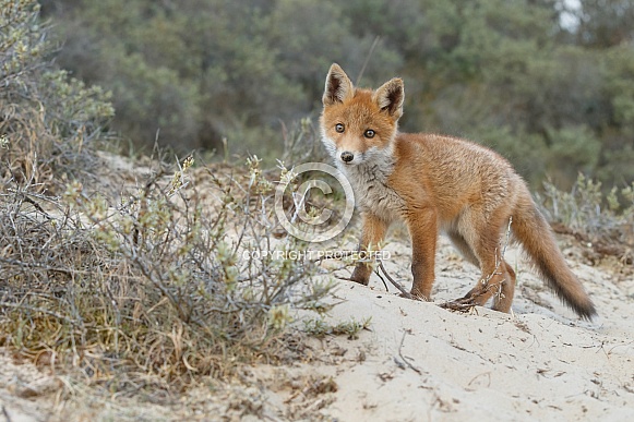 Red fox cubs Red fox cubs