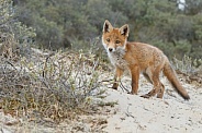 Red fox cubs