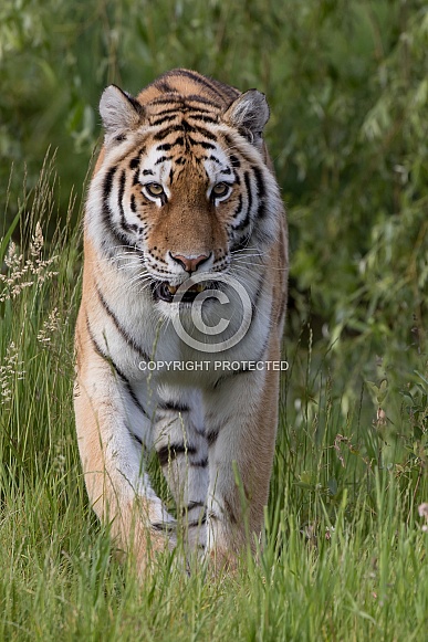 Siberian tiger walking through grass