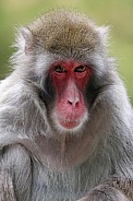 Japanese macaque (Macaca Fuscata)