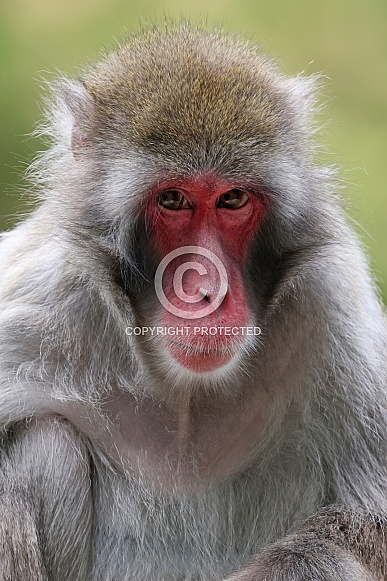 Japanese macaque (Macaca Fuscata) Japanese macaque (Macaca Fuscata)