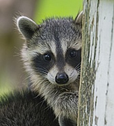 Raccoons
