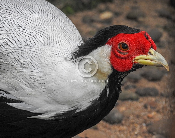 Silver Pheasant Silver Pheasant