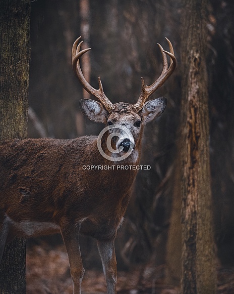 Whitetail Deer - Odocoileus Virginianus