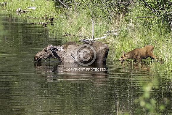 Cow Moose with her New Calf