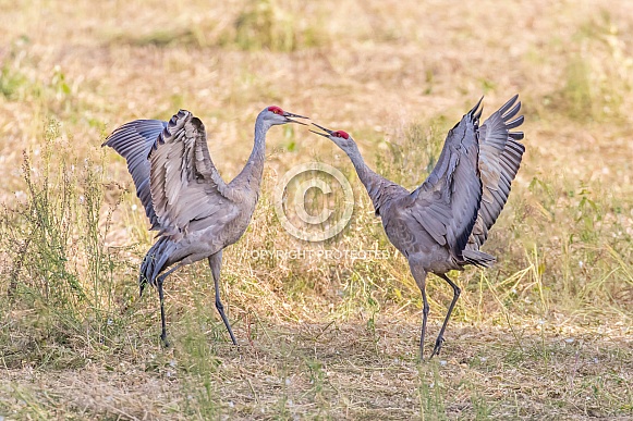 Sandhill Crane Mated Pair Dancing