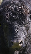 Black Bull Extreme Close Up
