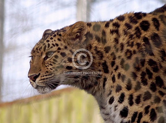 Leopard
