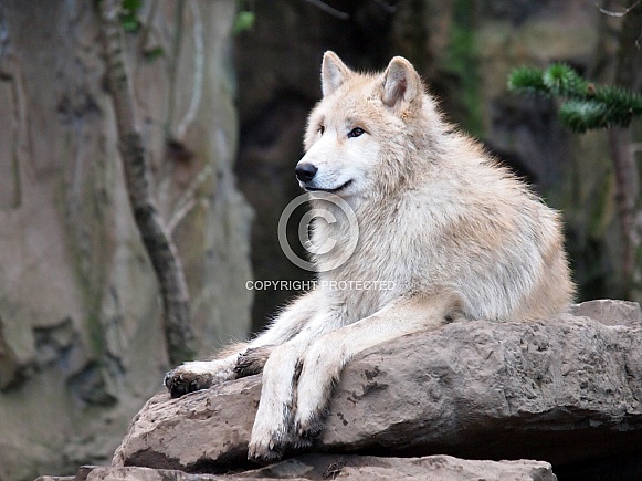 White Wolf (Canis lupus hudsonicus)