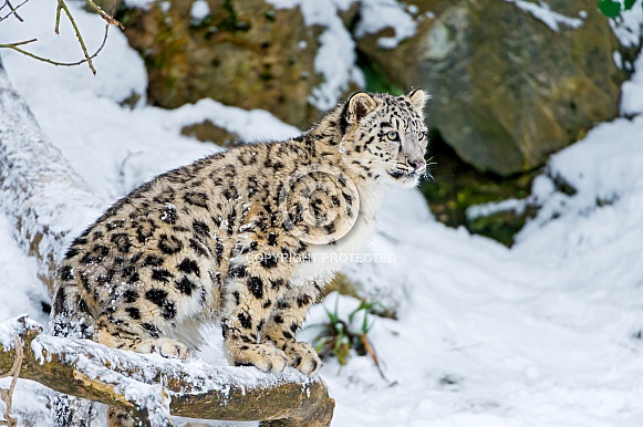 Snow Leopard in the Snow