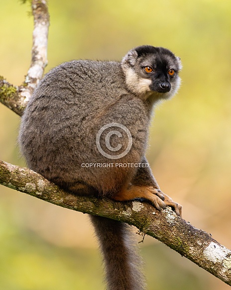 Brown Lemur