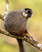 Brown Lemur