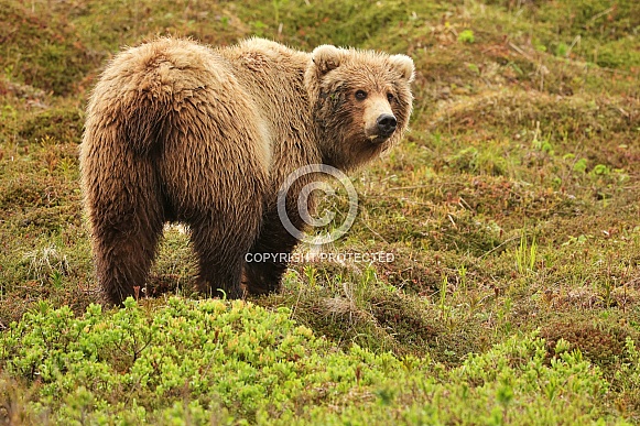 Brown Bear
