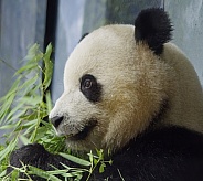 Giant Panda