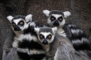 Ring-Tailed Lemur