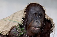 Bornean orangutan (Pongo pygmaeus)