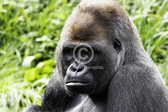 Western Lowland Gorilla Close Up Face Shot Western Lowland Gorilla Close Up Face Shot