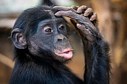 bonobo (Pan paniscus)
