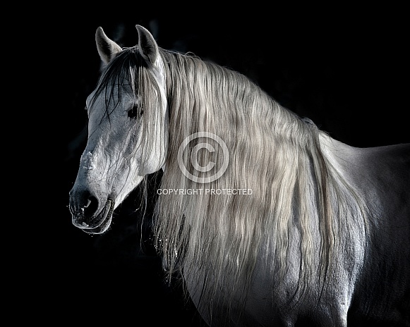 Andalusian Horse--Beautiful Elegance Andalusian Horse--Beautiful Elegance