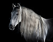 Andalusian Horse--Beautiful Elegance