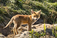 Red fox cub/cubs in nature