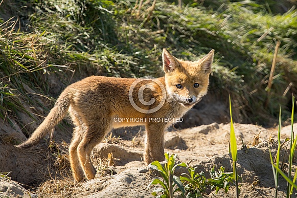 Red fox cub/cubs in nature